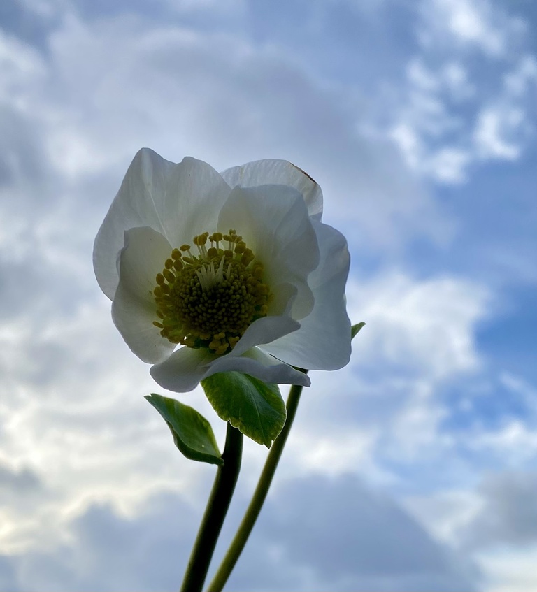 37.2 Paris - Fleurs d'hiver par Garance du Nord