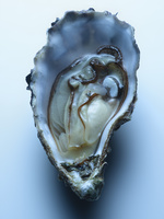 37.2 Paris - OYSTER 4_B.jpg