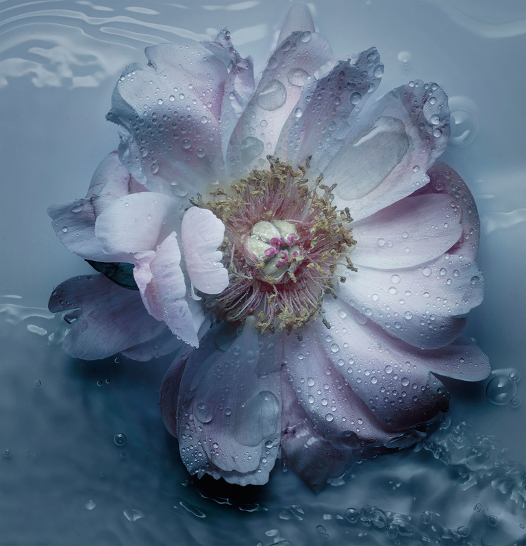 37.2 Paris - PEONY_WATER.jpg