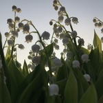 37.2 Paris - Muguet